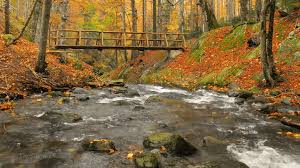 Discover & share this jerology gif with everyone you know. 4k Autumn Meditation Uhd Beautiful Nature Video Relaxing Music Forest River Sounds 1h 2160p On Make A Gif
