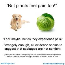 Pin On Veg Life Memes
