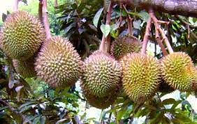 Updated tree farming guide for 2017. Durian Tree Bearing Fruits Rs Durian Tree Fruit Trees Trees To Plant