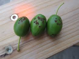 We did not find results for: Plum Curculio General Fruit Growing Growing Fruit