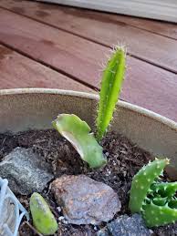 By including what are not cacti, cactiguide.com can be a more useful guide through the process of elimination. Making Baby Cacti Mindful Foliage