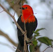 They often feed on ants on the ground. Red Headed Black Bird Heather Jacoby Flickr