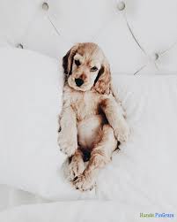 Puppy Sounds How To Stop Unwanted Puppy Barking Howling Or Crying Cutepuppysounds Puppies Cute Animals Animals Friends