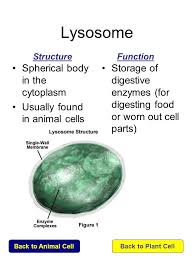 Check spelling or type a new query. Click On The Name Of Each Organelle To Learn About Its Structure And Function Cytoskeleton Lysosome To Plant Cell Ppt Video Online Download