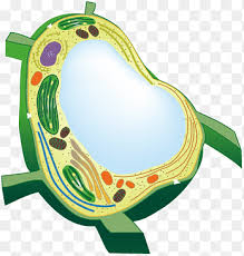 Sometimes the cell puts garbageor poisons or broken parts of the sometimes the cell keeps food in a vacuole (like hydrocarbon moleculesthat it will break down later for food). Vacuole Png Images Pngegg