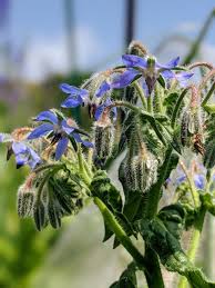 Image result for Boraginaceae