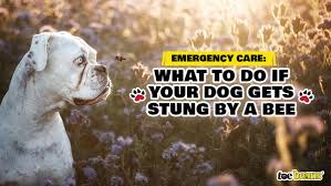 Pet Bee Stings | Bee And Wasp Testing — Animal Dermatology Clinic