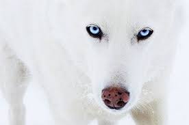 We did not find results for: 33 White Wolves With Bright Blue Eyes Ideas White Wolf Beautiful Wolves Wolf With Blue Eyes