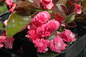 Image result for Begonia bequaertii