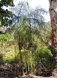 Image result for Chamaecrista plumosa
