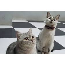 Love Will Find The Way To Be With You Catsofworld Cat Catofinstagram Kucing Kucinglucu Cutecat Cutecats Catloversclub Wetfood Catoft