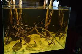 Tan solo tenemos que entrar en el enlace de takashi amano photo para echar un vistazo a las impresionantes fotos que realiza con sus pequeñas cámaras de bolsillo deardorff, wisner. Rio Negro Igapo Apistogramma Com