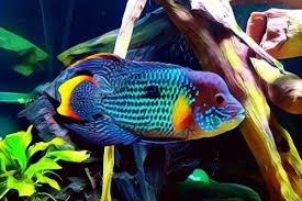 Memelihara Green Terror Ikan Agresif Yang Mempesona Gerava Ikan Hias Burung Kicau Kucing Anjing In 2020 Aquarium Fish Cichlid Fish Fish Tank Terrarium