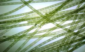 Check spelling or type a new query. Spirogyra Definition Structure Reproduction Facts Britannica