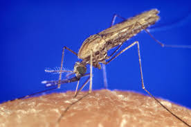 Malárie je parazitární onemocnění a způsobuje ji prvok z rodu plasmodium. Anofeles Wikipedie