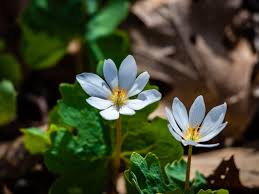 Popular spring blooms include tulips, hyacinths, daffodils, iris, daisies, lilies and many more. Bloodroot Flowers Growing Information And Facts About Bloodroot Plant