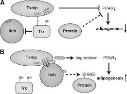 Sabra et dominic break dance make it work ne yo. Thioredoxin And Thioredoxin Target Proteins From Molecular Mechanisms To Functional Significance Abstract Europe Pmc