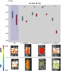 Image result for Crepidorhopalon rupestris