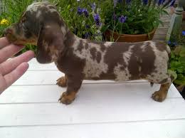 We offer all colors, all patterns, smooth coats, long coats, wirehairs, and english creams. Dapple Dachshund Puppies For Adoption The Y Guide