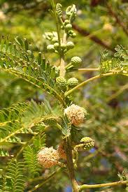 Image result for Acacia pilispina