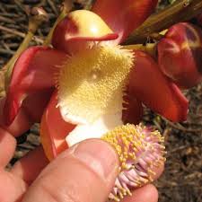 Image result for Lecythidaceae