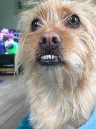 She Aint Winning No Beauty Pageant Dogs Cute Aww Puppies Doglovers Puppy Dog Dog Lovers Dogs Puppies
