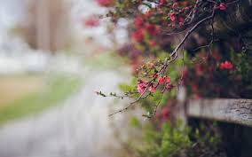 Fruit of the tree of knowledge of good and evil. Why Did God Create And Place The Tree Of Knowledge Of Good And Evil In Eden By Justin The Grey In The Image Of Christ Medium