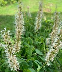 Enjoy a hayride to the field to pick out and cut the perfect tree. Pea Ridge Forest