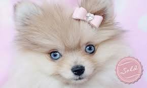 Teacup Puppies For Sale At Teacups Puppies And Boutique Pomeranian Puppy For Sale Blue Eyed Dog Pomeranian Puppy