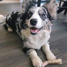 When we are not at the farm you can find us at a stock show. Photos And Fun Facts About Adorable Baby Corgis