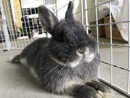 They're gonna stick their paws in their food bowl to tilt it so they can eat easier. What Rabbits Need In Their Cage 10 Essential Non Essential Bunny Items Animallama