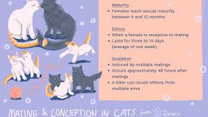 If the incoming call has been routed long distance and is being routed through a number of service how do i use my cat s41 to charge another device's battery? Mating And Conception In Cats
