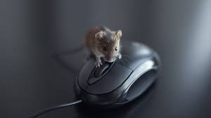 If you do not currently have mice at your home but want to prevent them from coming in. Rats And Mice Add To Return To The Office Challenges Personnel Today