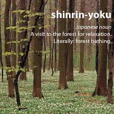 Shinrin Yoku Definition Forest Bathing Nature Quotes Beautiful Words