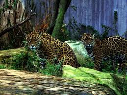 (2) der zoo beachtet hierbei im besonderen die. Tiere Hautnah Jaguare Im Grosskatzenhaus Picture Of Zoo Halle Mountain Zoo Halle Saale Tripadvisor