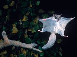 I think its fair to say that i really love sharing stuff. Flying Squirrels Flying Squirrel Facts For Kids Dk Find Out