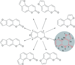 Image result for Ethulia vernonioides