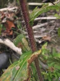 Image result for Andropterum