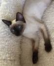 Available Siamese Kittens For Sale & Cats For Adoption