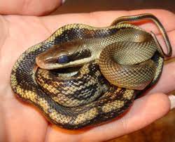 Vietnamese Blue Beauty Snake Elaphe Taeniura Hatchling In Blue Snake Cute Animals Animals