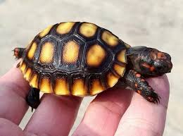 Cherry Head Tortoise Jabuti Jabuti Piranga Tartaruga
