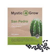 I'm growing this cactus for about 2 months from seeds, and i think that they are doing fine. Trichocereus Pachanoi San Pedro Worldherbals