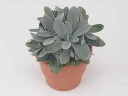Image result for Senecio greenwayi