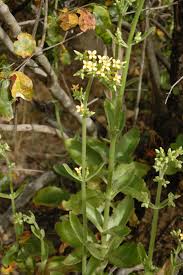 Image result for Kalanchoe crenata
