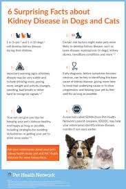 Pin By Christina Kirkendall On Pets Infographics In 2020 Human Food For Dogs Cat Health Care Kidney Disease