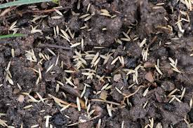 Die besten grassamen im vergleich. Frisch Gesaten Rasen Wann Das Erste Mal Betreten Gartenlexikon De