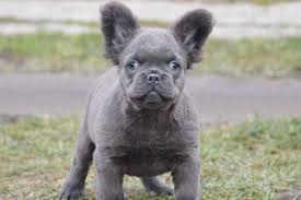 French bulldog puppies for sale in texas usa. Fluffy Frenchies Tomkings Kennel