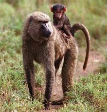 Baboon Baboon Mammals Animals