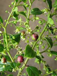 Image result for Rhamnus prinoides