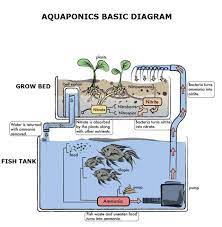 Why Is The Nitrogen Cycle So Important In Aquaponics